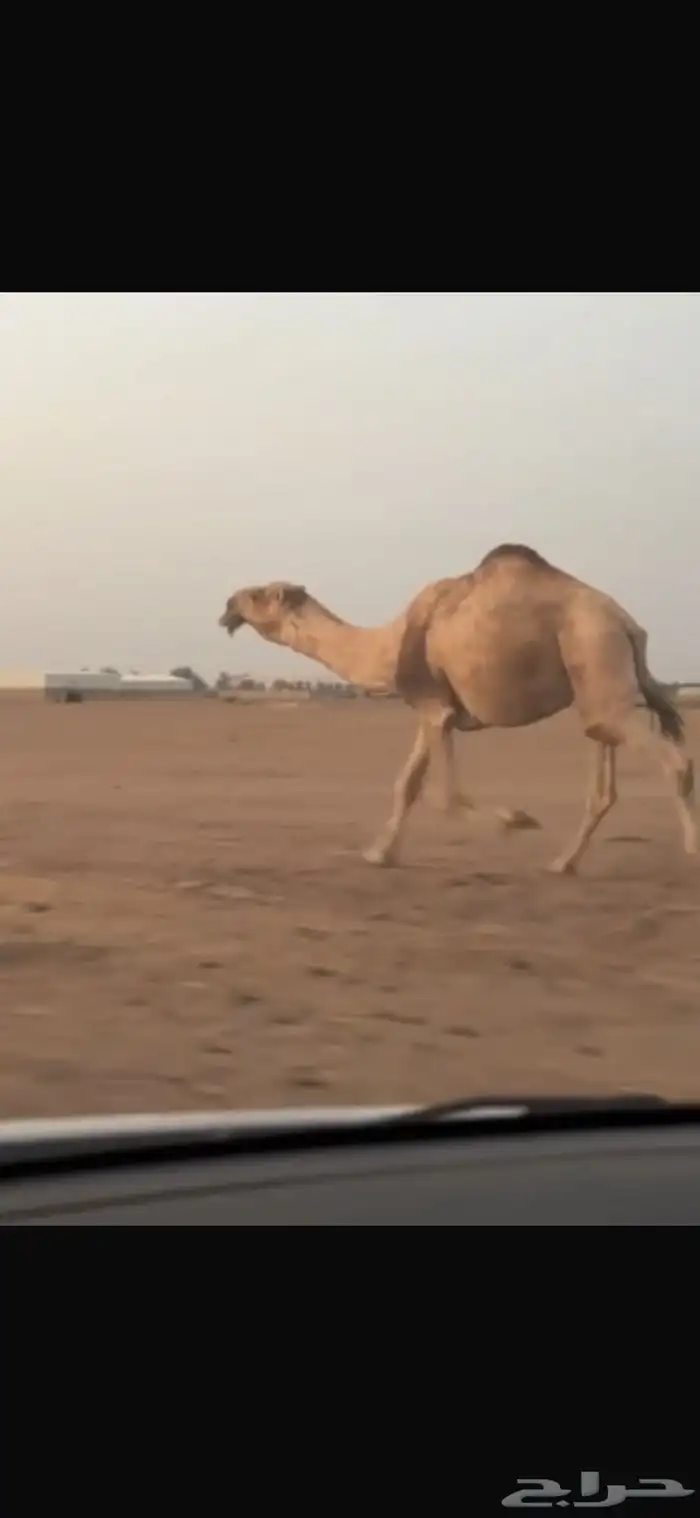 فحل اشقح على عليان ابو عجاريد 5