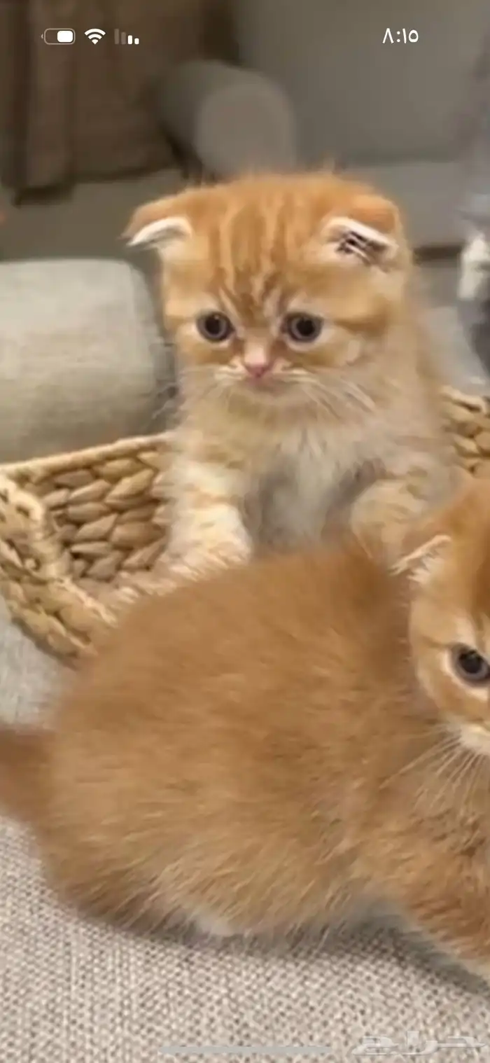 قطط كيتن سكوتش للبيع 3