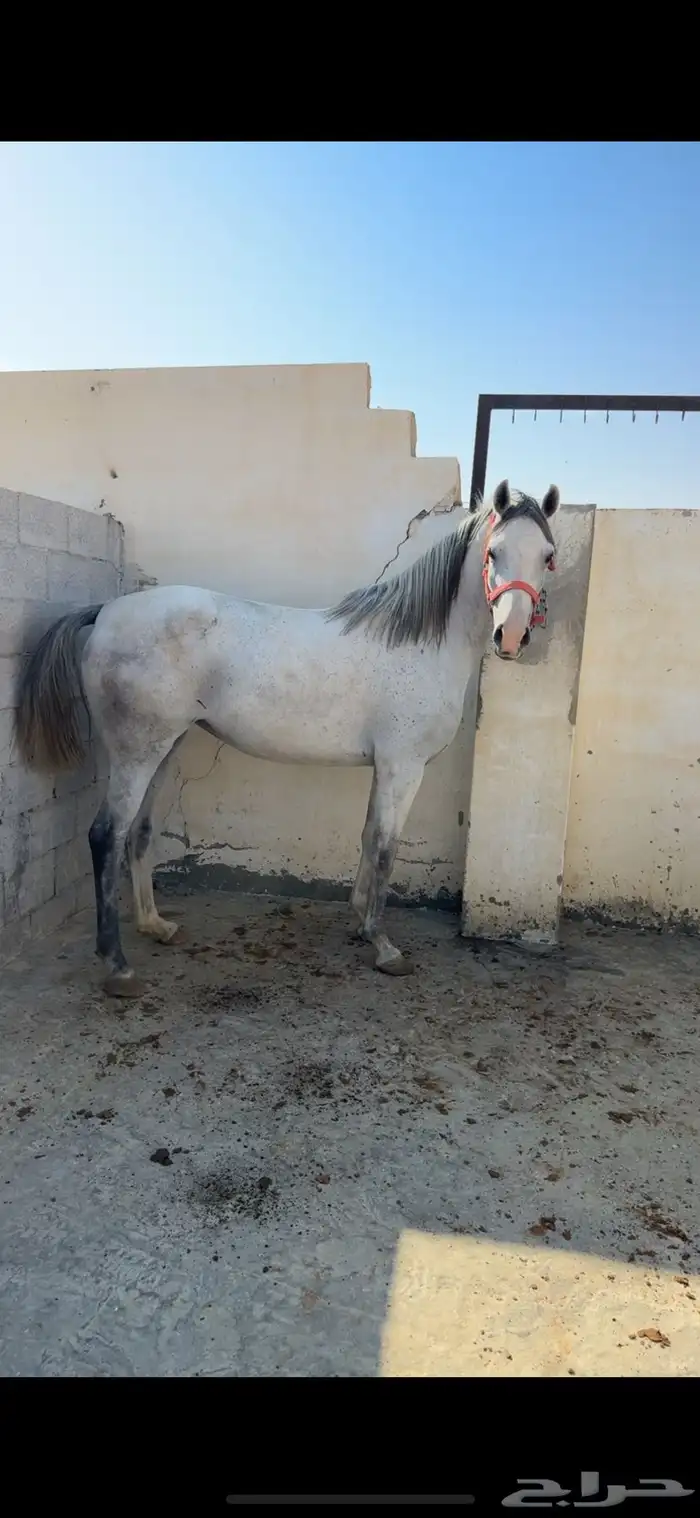 فرس تنافس الواهو ( شعبية من خيول نجد ) 7
