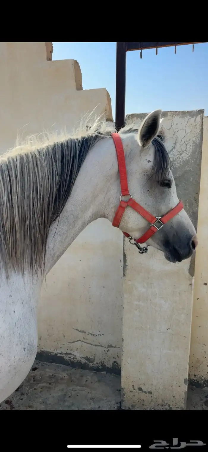 فرس تنافس الواهو ( شعبية من خيول نجد ) 5