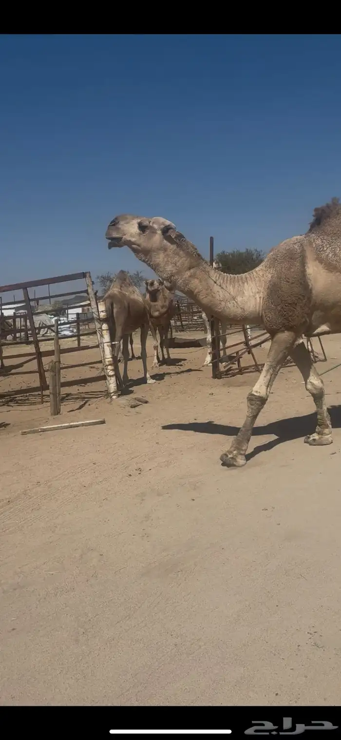 للبيع رباع اشقح مشروط جبر وعظم 0