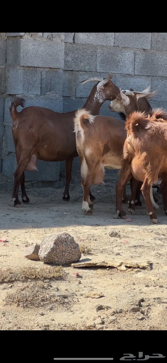 معزا دهم متابيع 4