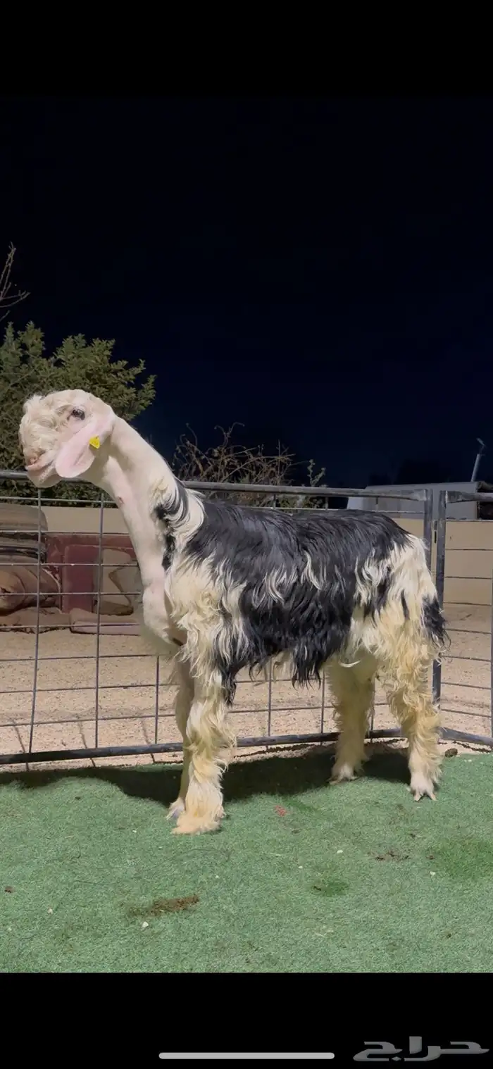 طلي نجدي مشروع فحل معرف فاخر 0