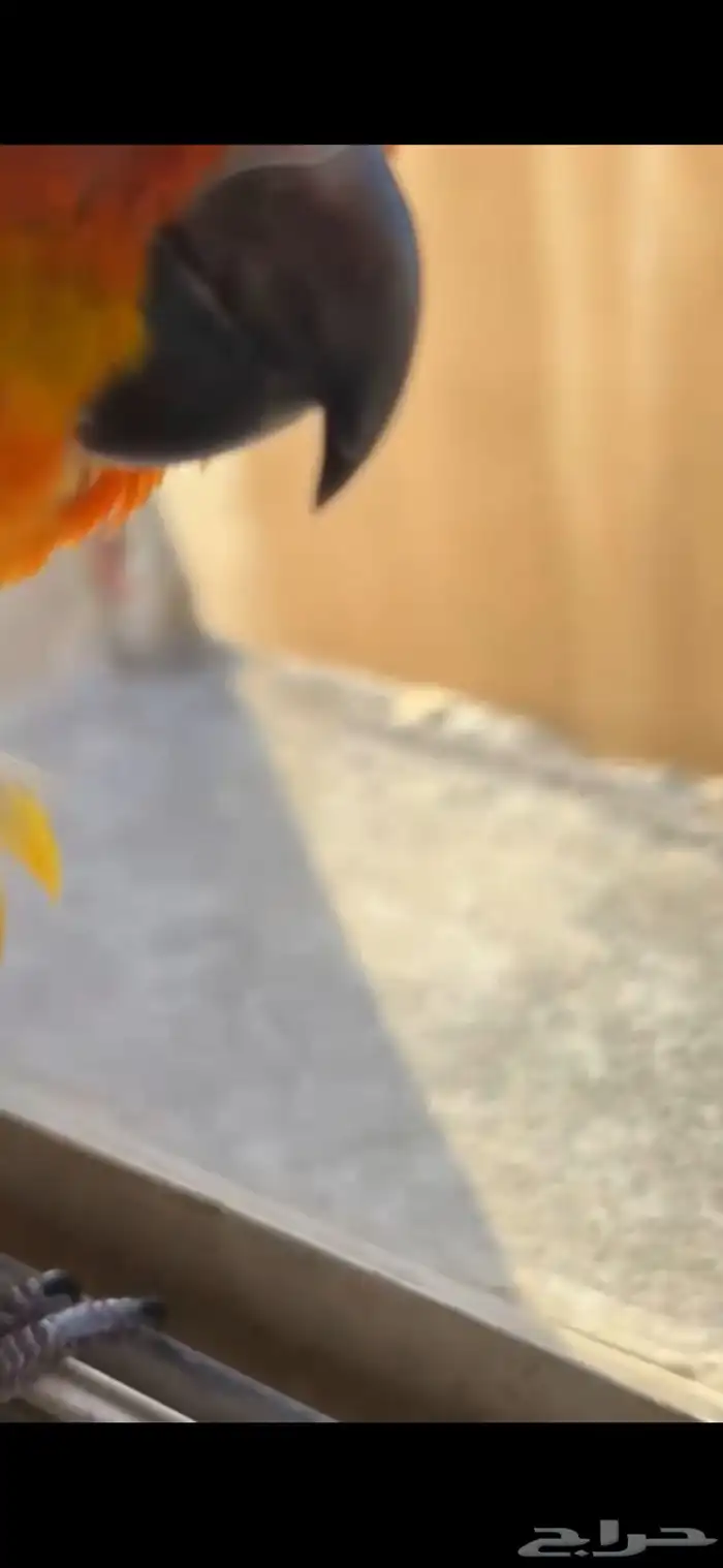 فرخ صن كنيور 4