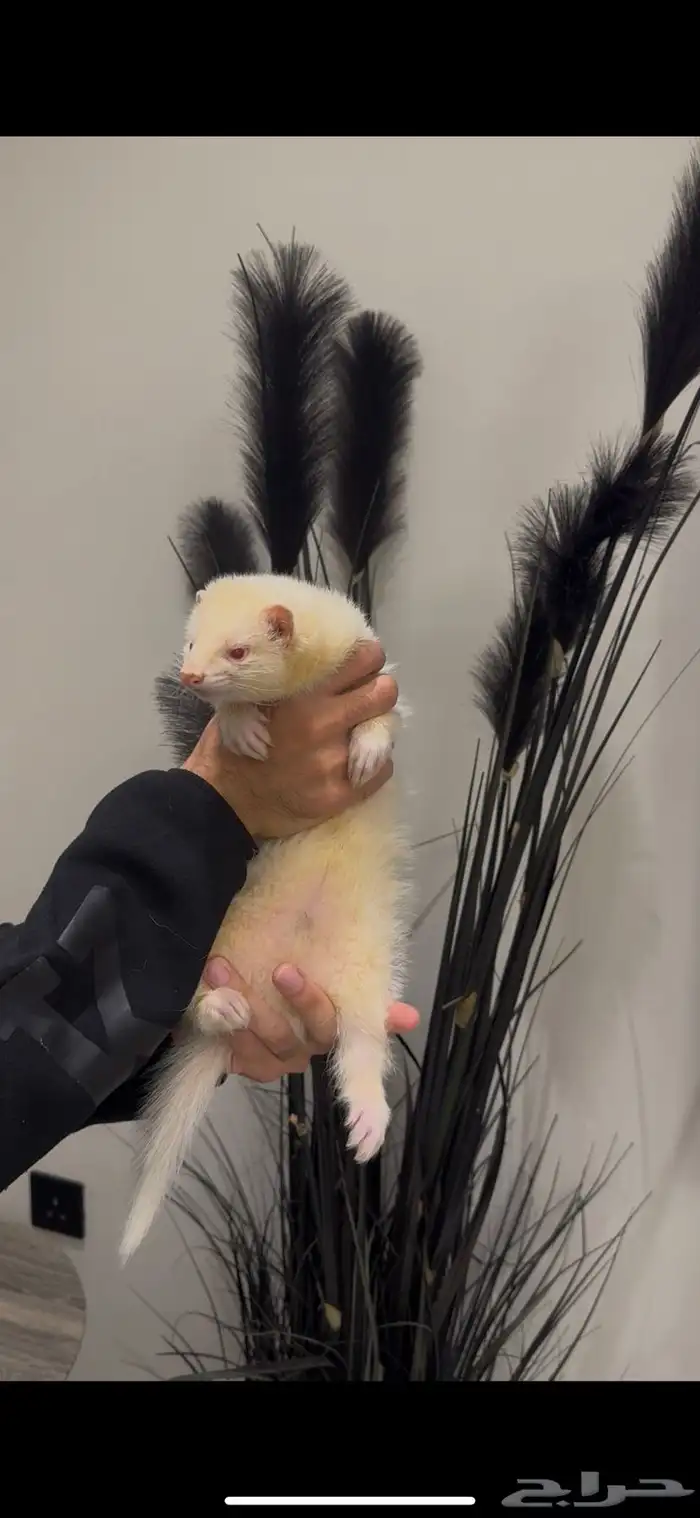 النمس الأوربي 0