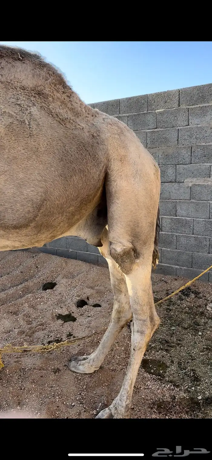 بعير للبيع 3