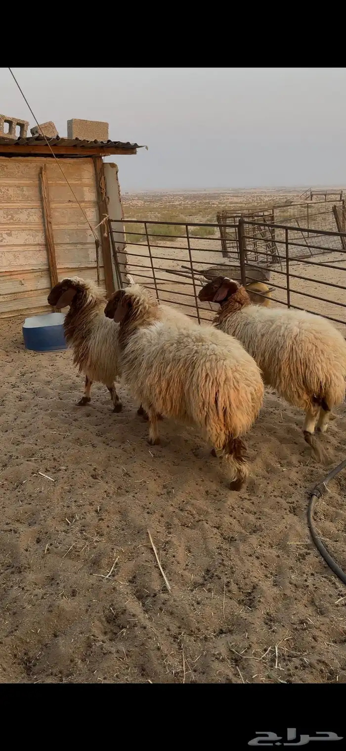 جذعات نعيم 2