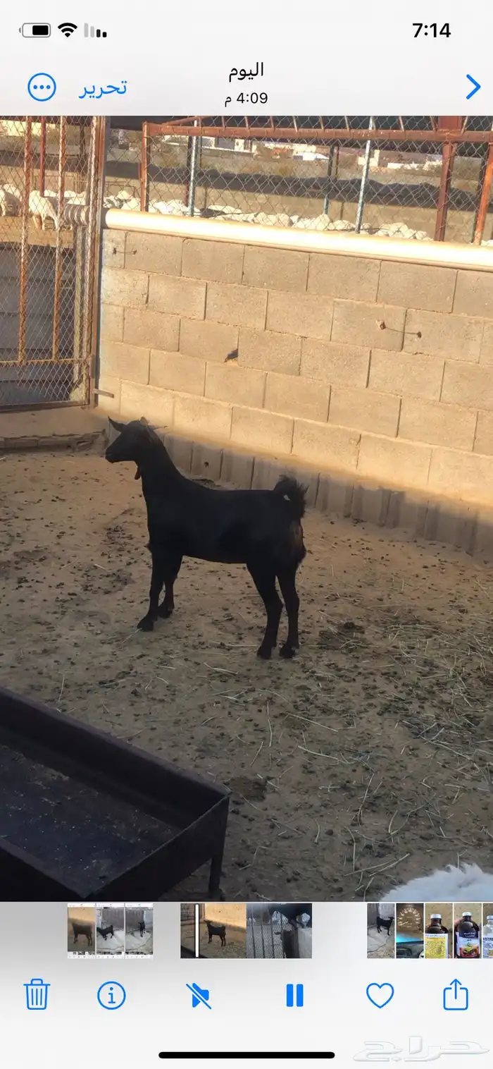 عناق للبيع 0