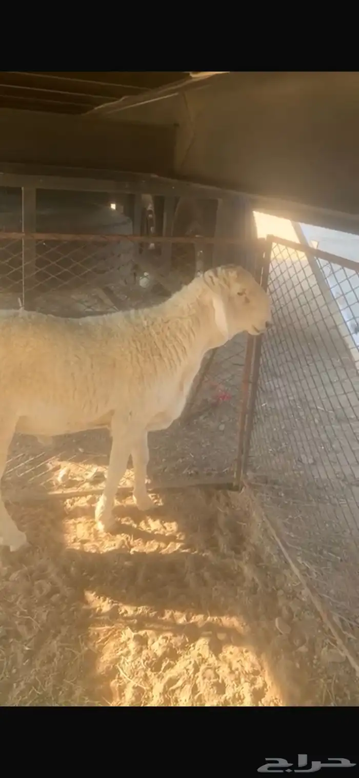 طلي للبيع للي يبي فحل 0