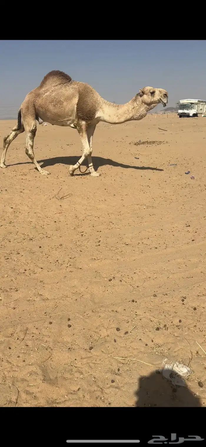 فحل اشقح كفوو 0