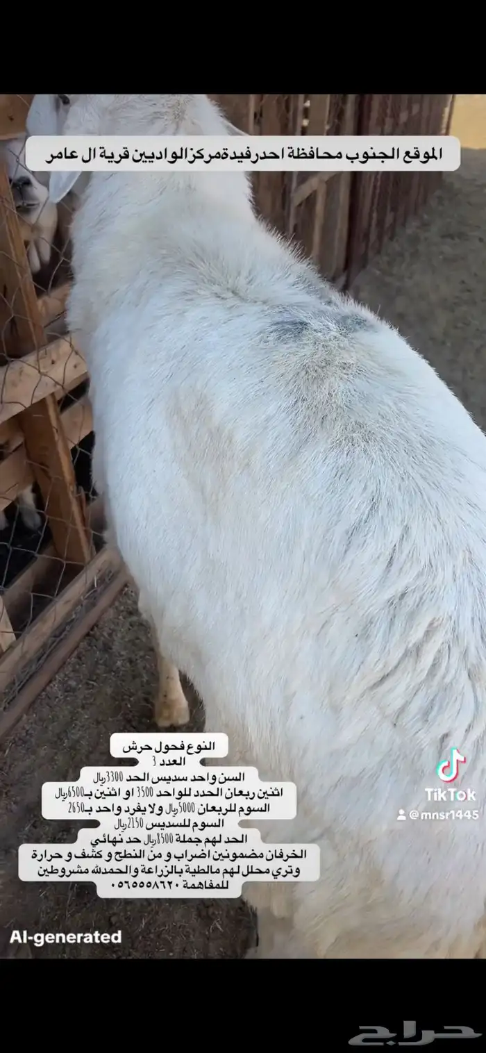 3 خرفان فحول حرش 1