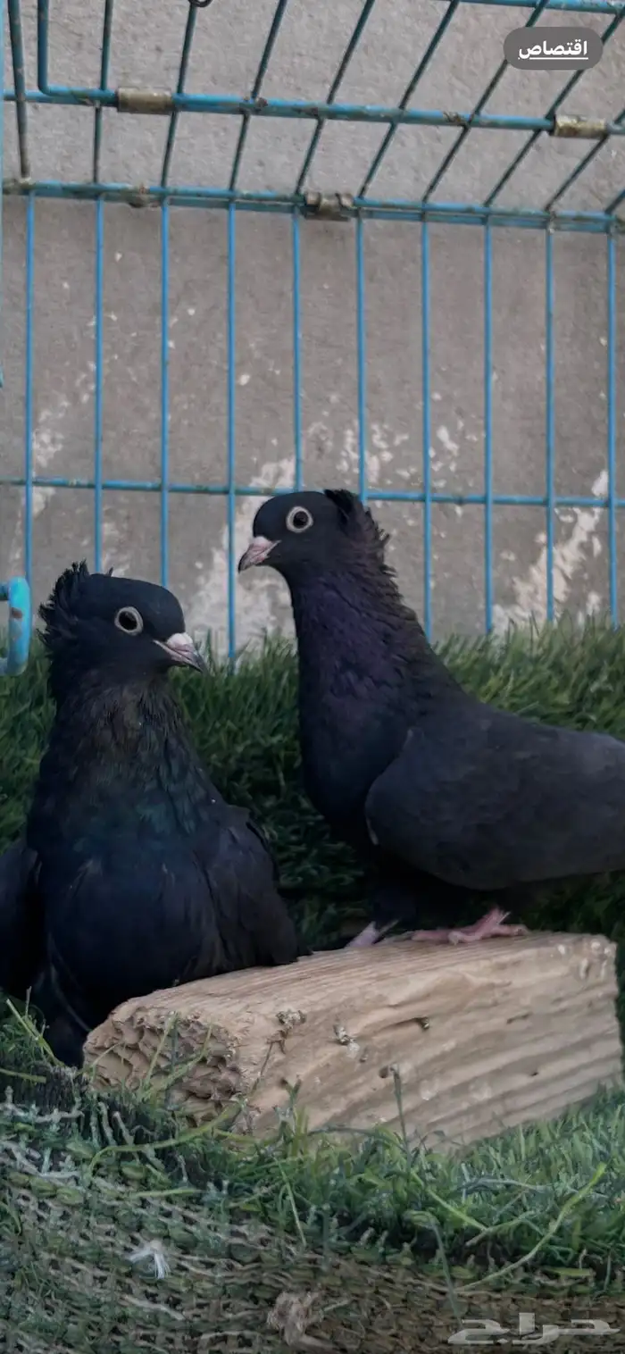 حمام قطيفي اسود عيون سود 0
