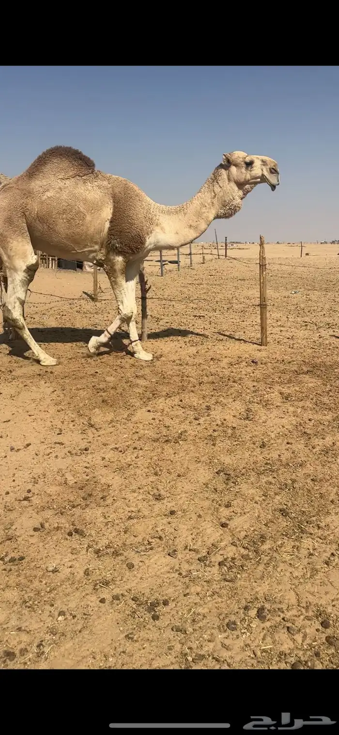 فحل اشقح كفوو 1