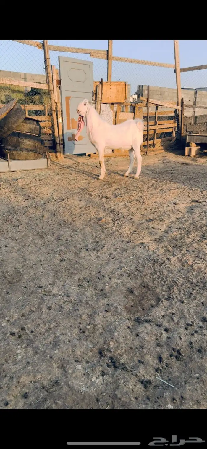 تيس فحل هولندي 3