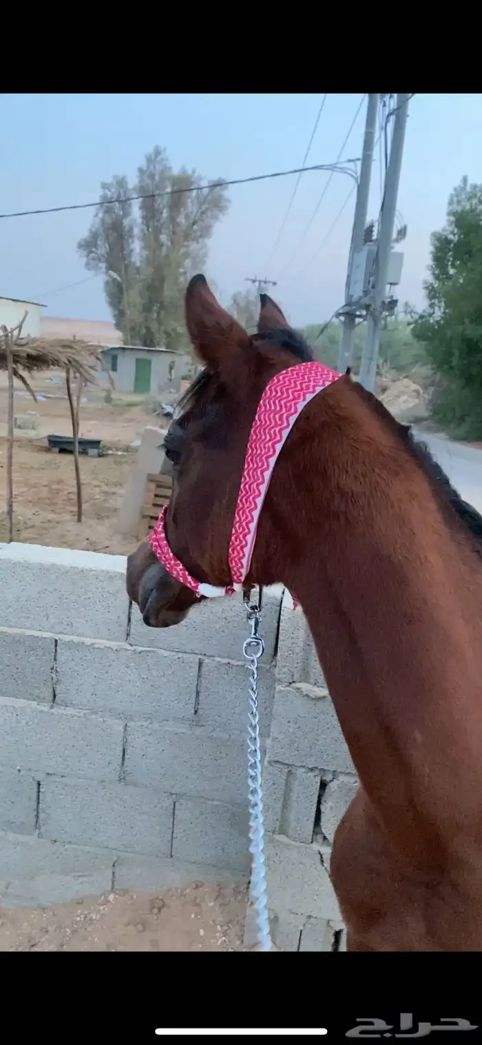 مهر شعبي كغو 2