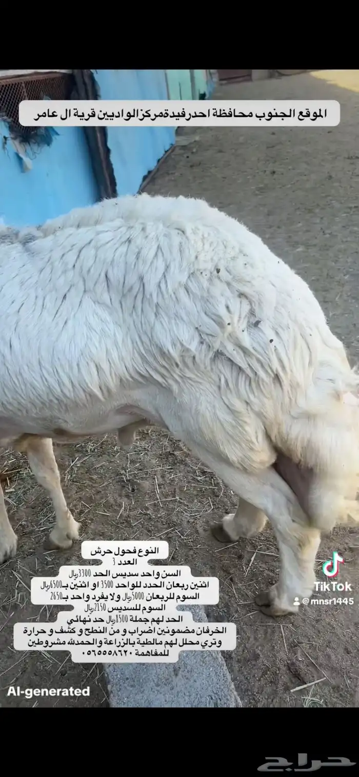 3 خرفان فحول حرش 3