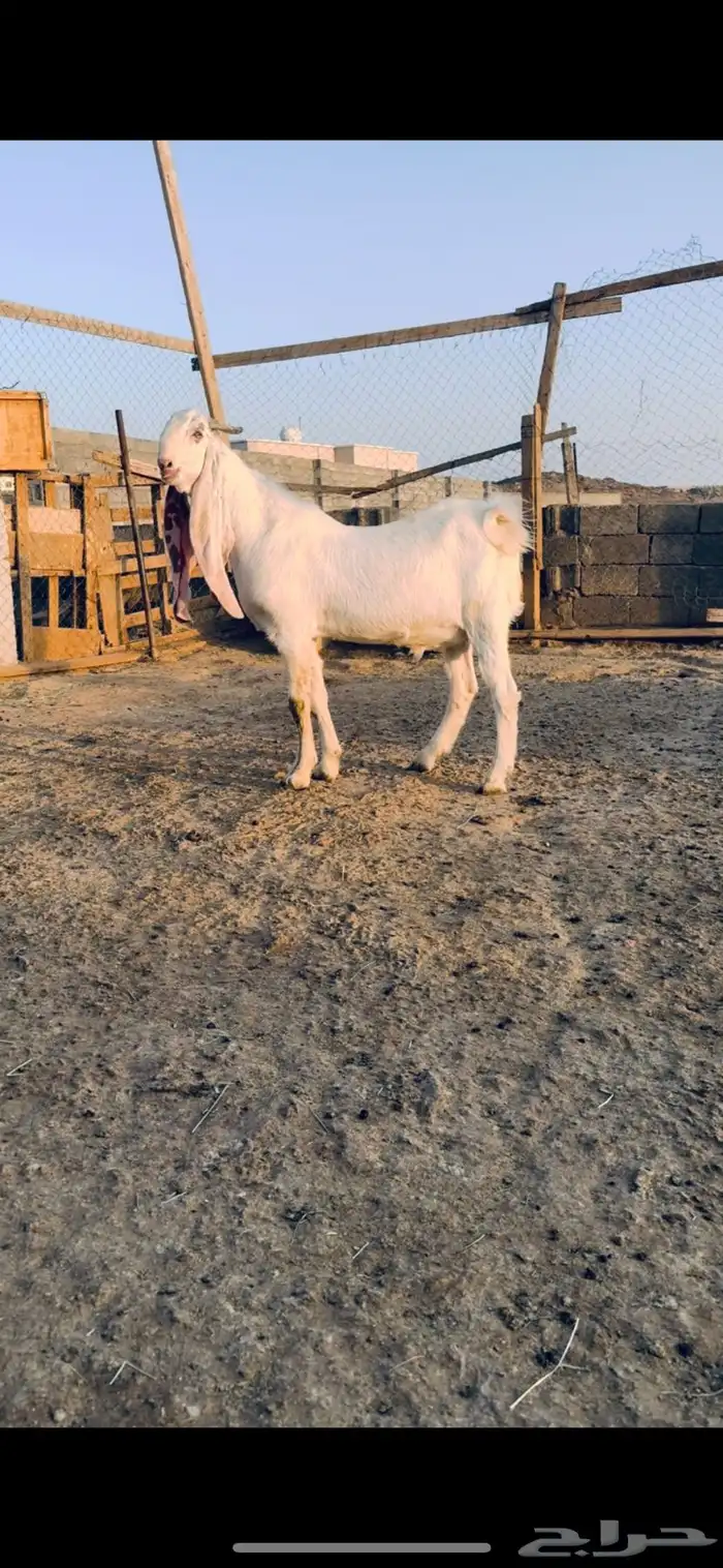 تيس فحل هولندي 1