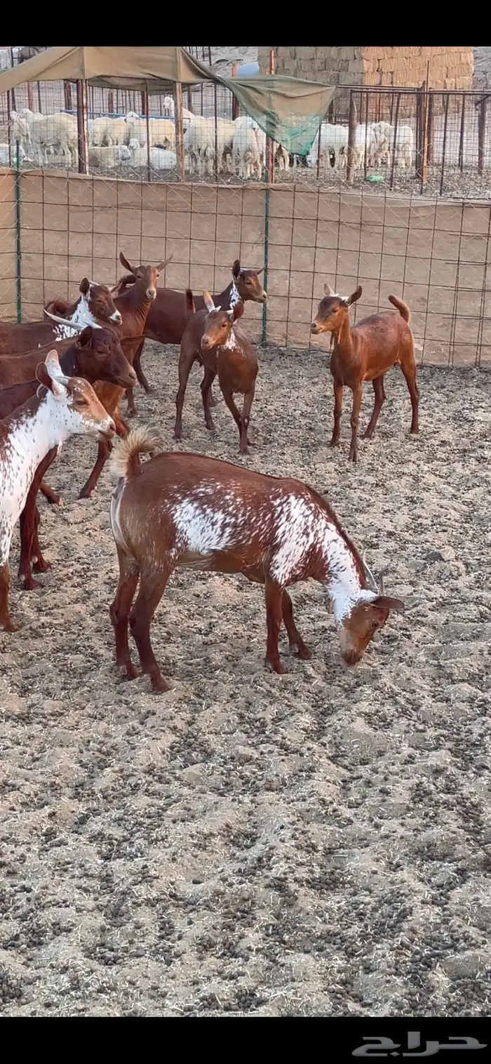 جفار وشح ودهم 2