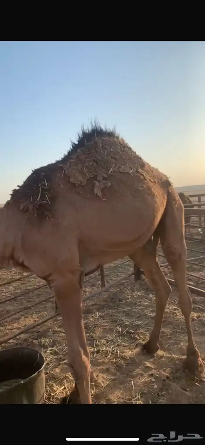 قعود. القي 0