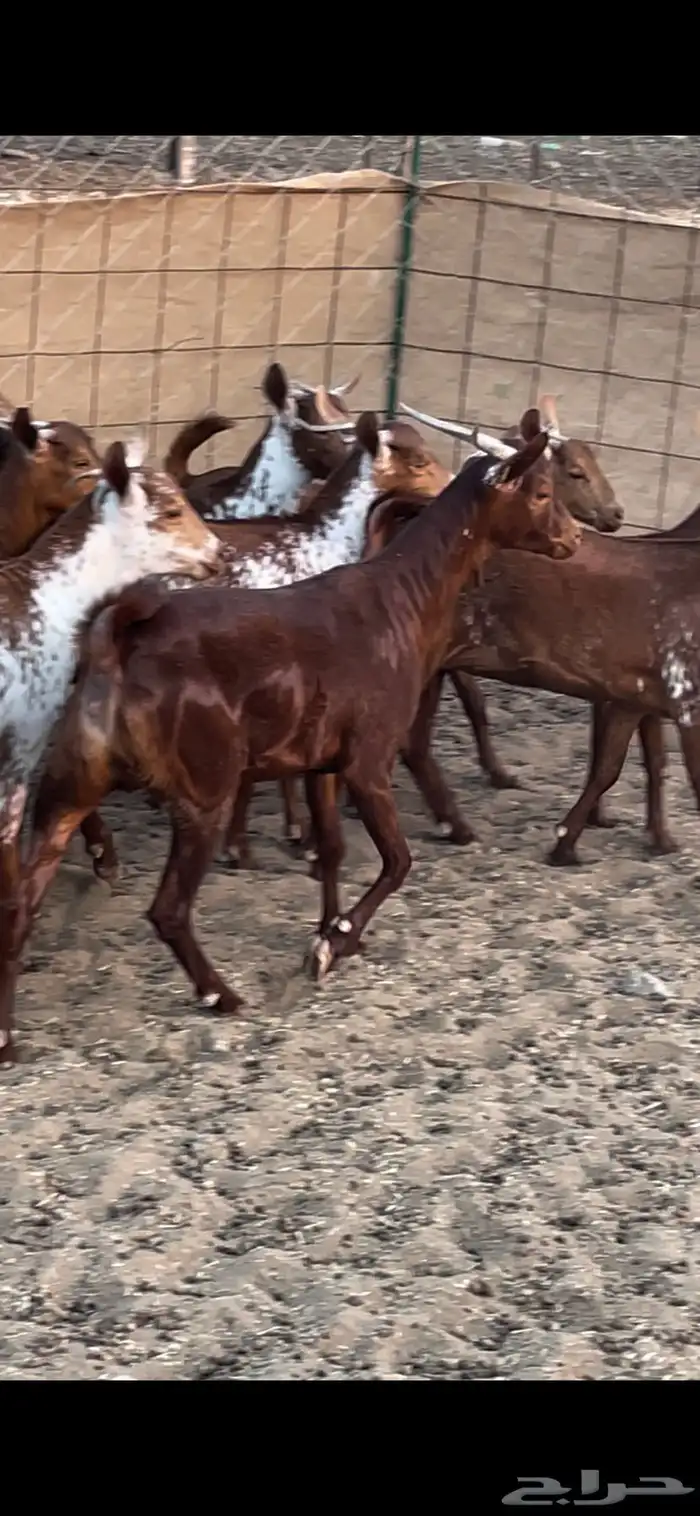 جفار وشح ودهم 3