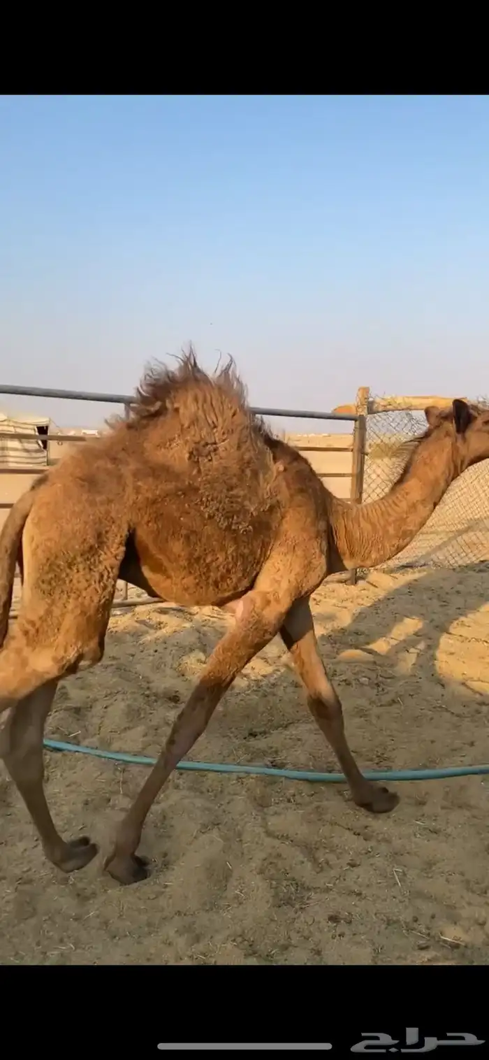 للبيع قعود لباني فل شحم 1