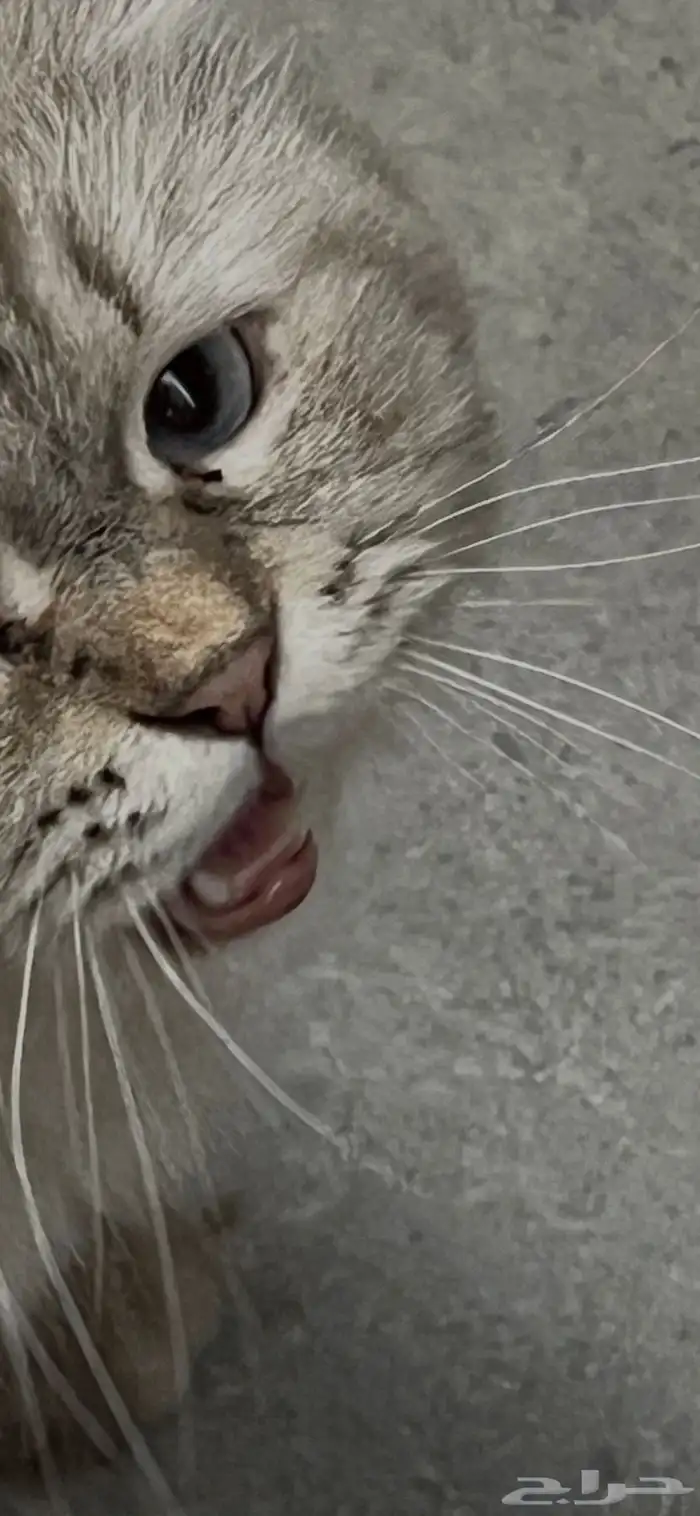 قط للتزاوج هيملاياشيرازي 1