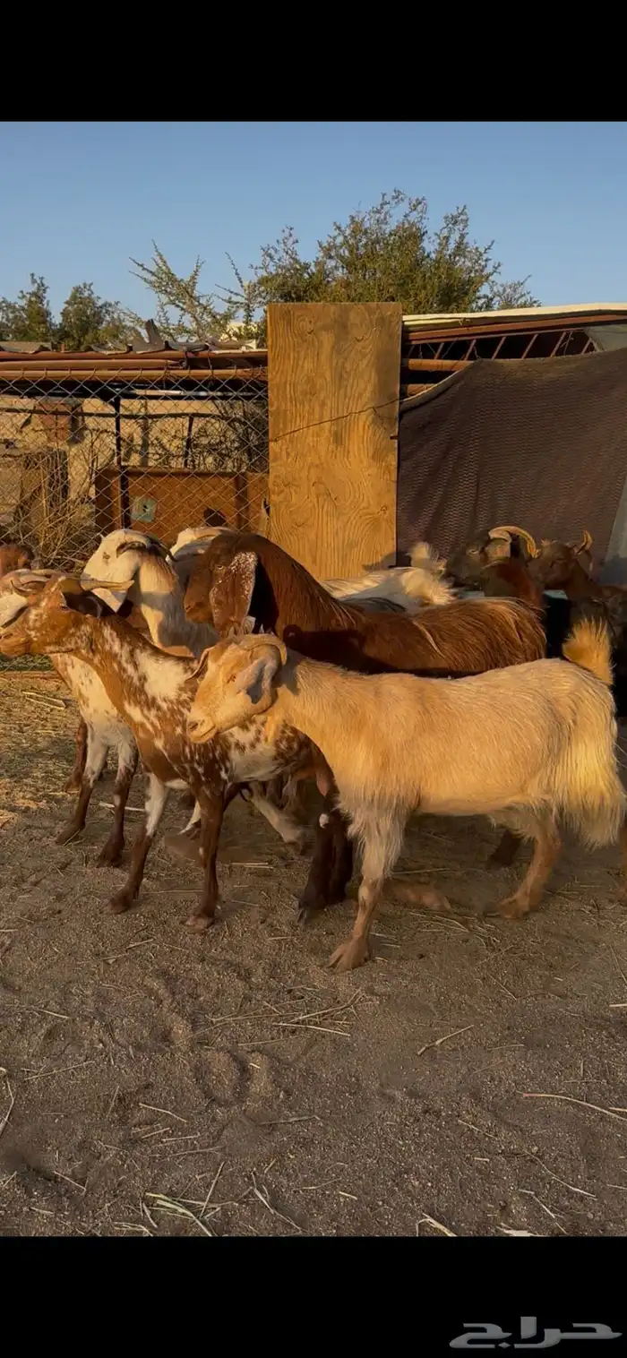 معزا بلديه كفوو 0