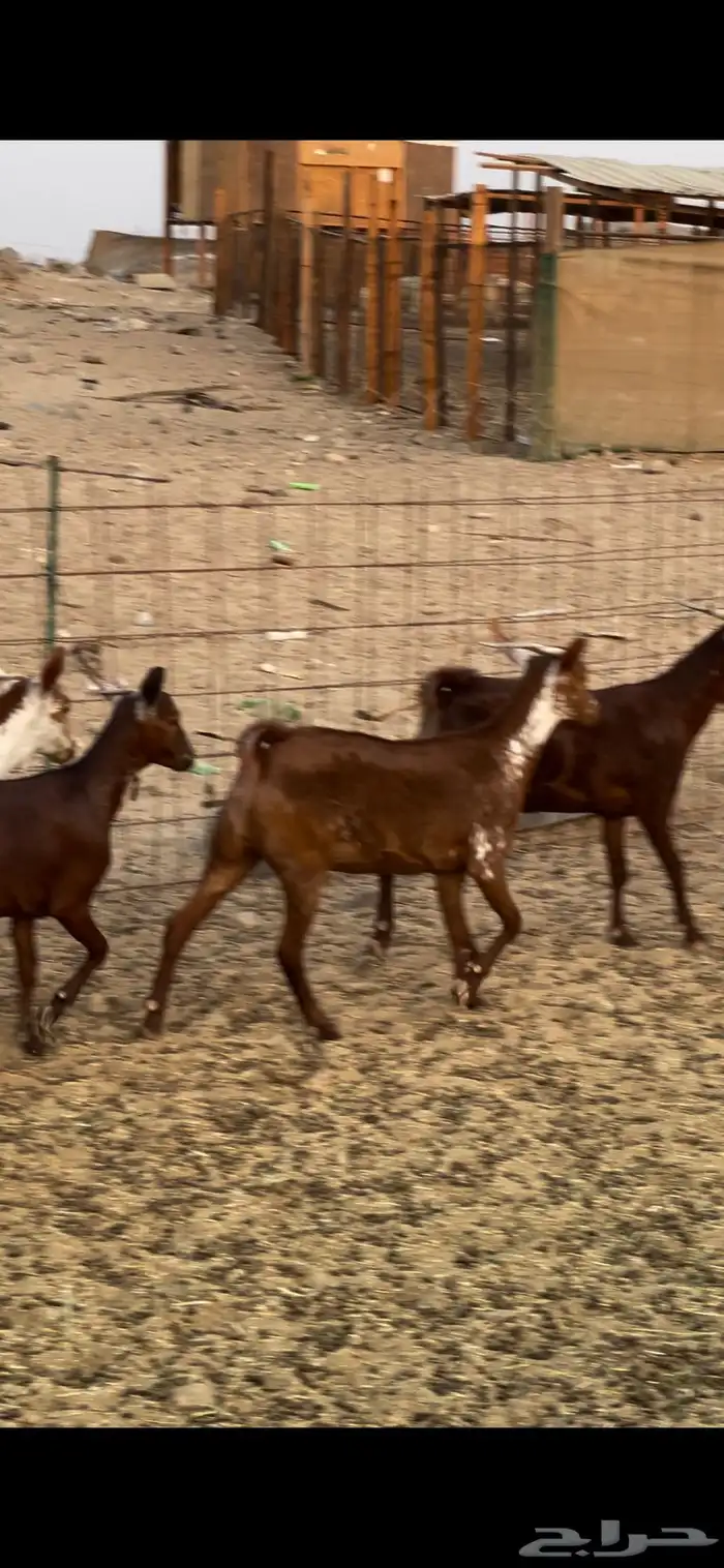 جفار وشح ودهم 4