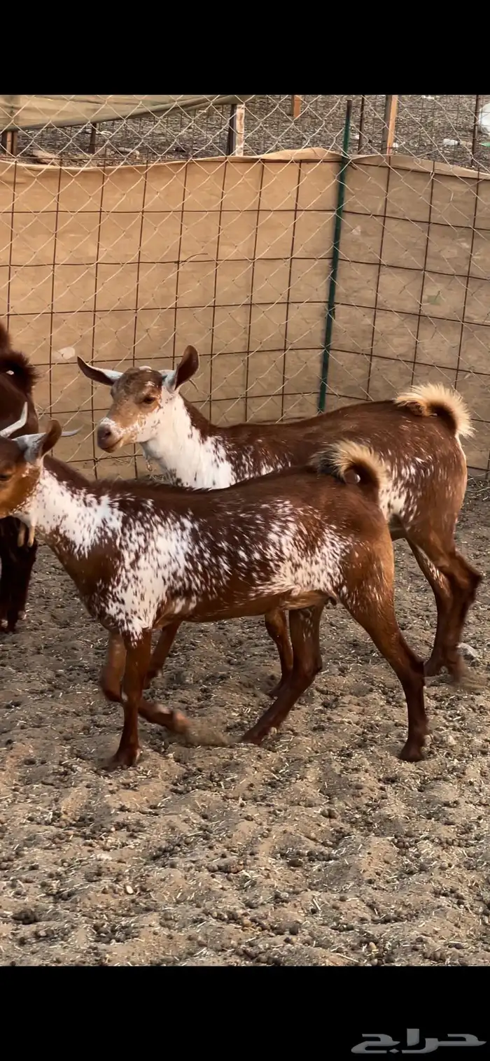 جفار وشح ودهم 5