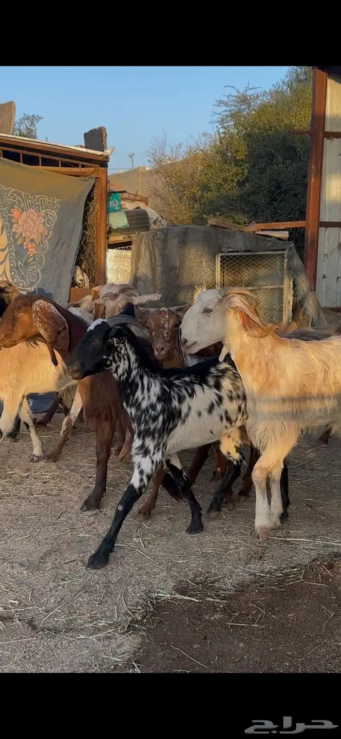 معزا بلديه كفوو 2