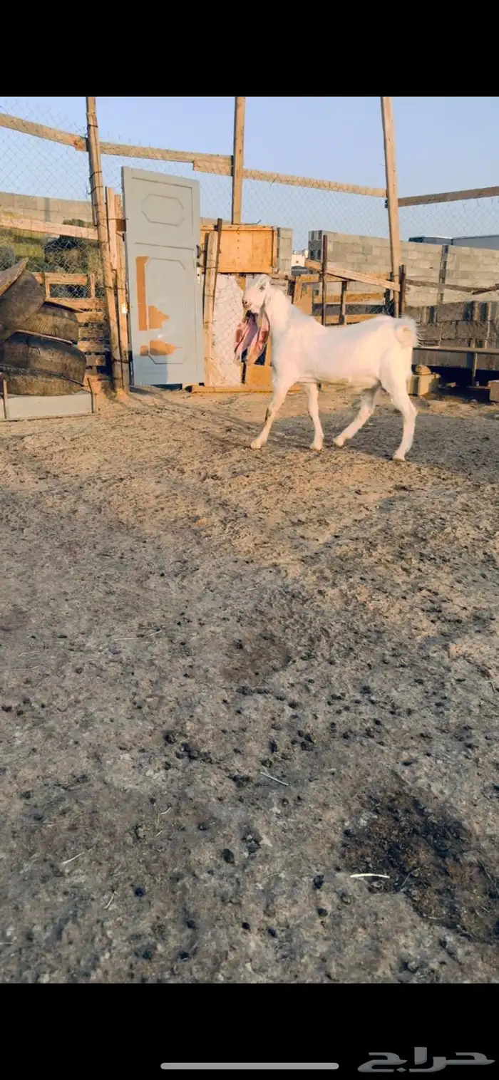 تيس فحل هولندي 2