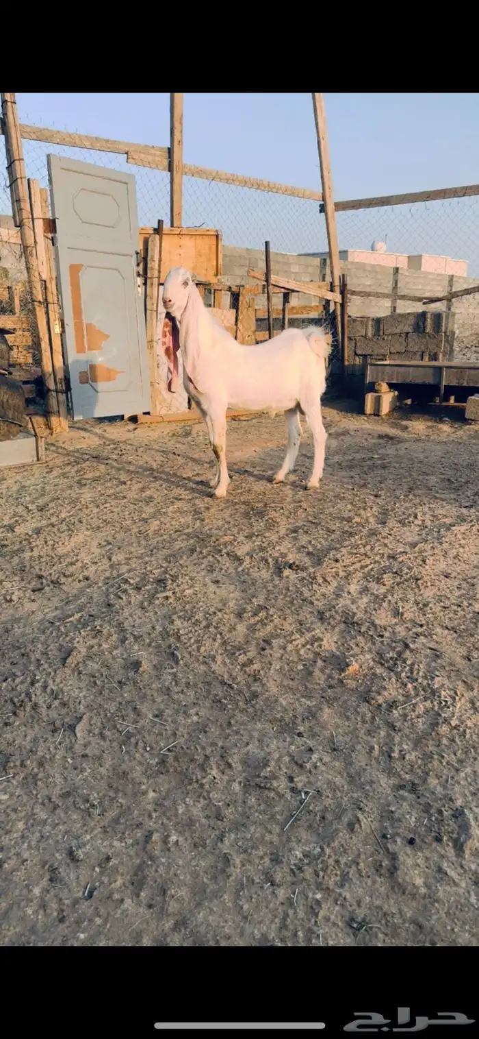 تيس فحل هولندي 0