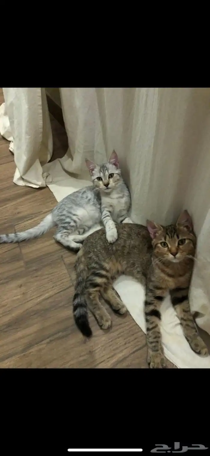 قطط للتبني اهم شي مخافة الله فيهم 0