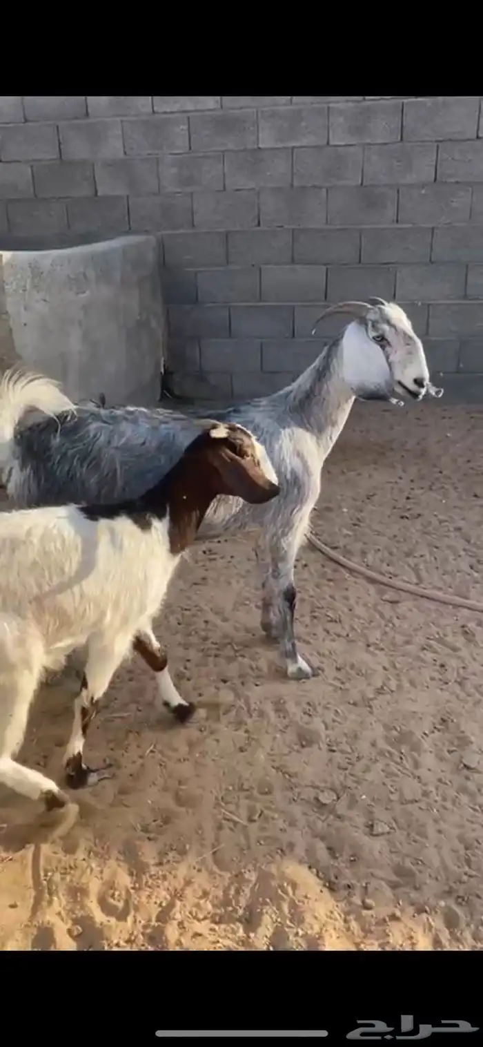 معزا كفو. مقاني 0