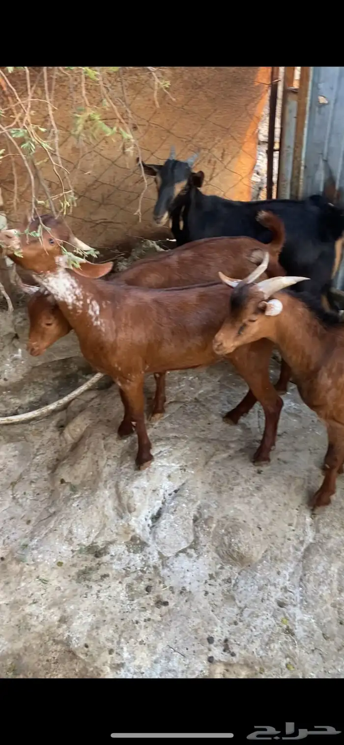 تيوس دهم للبيع 0