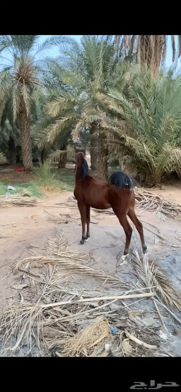 مهر شعبي كغو 0