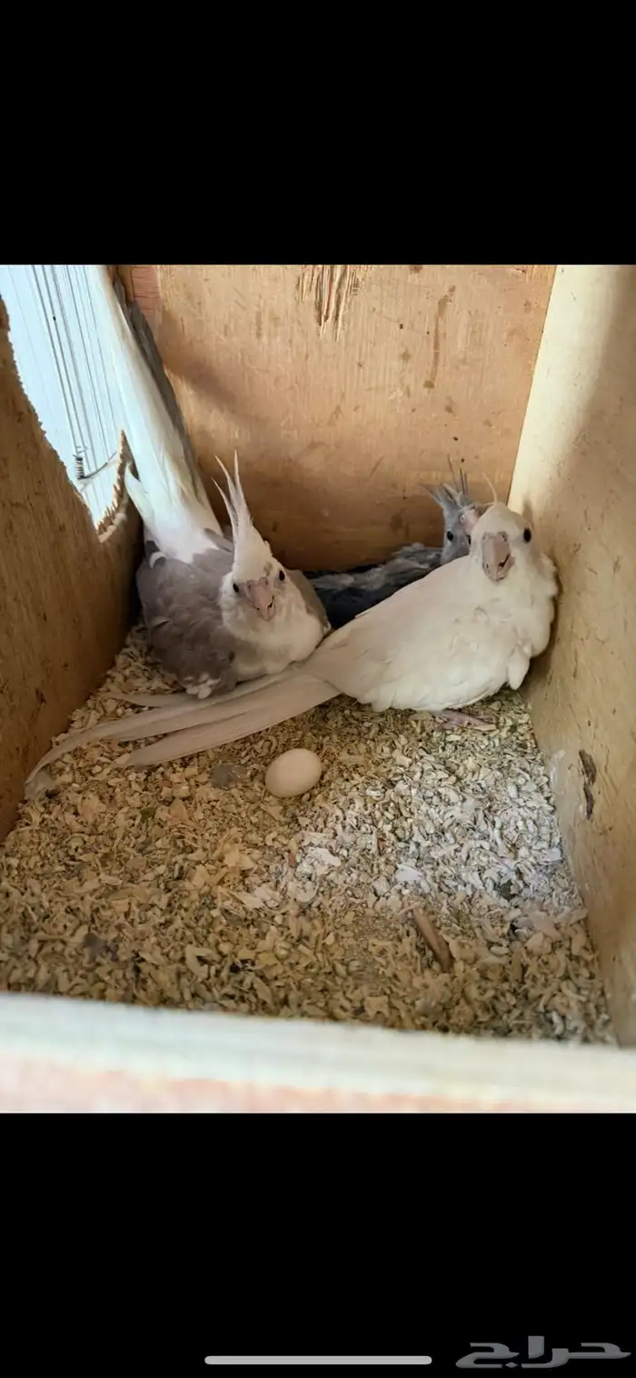 بيع جوز كروان مع فرخهم 7