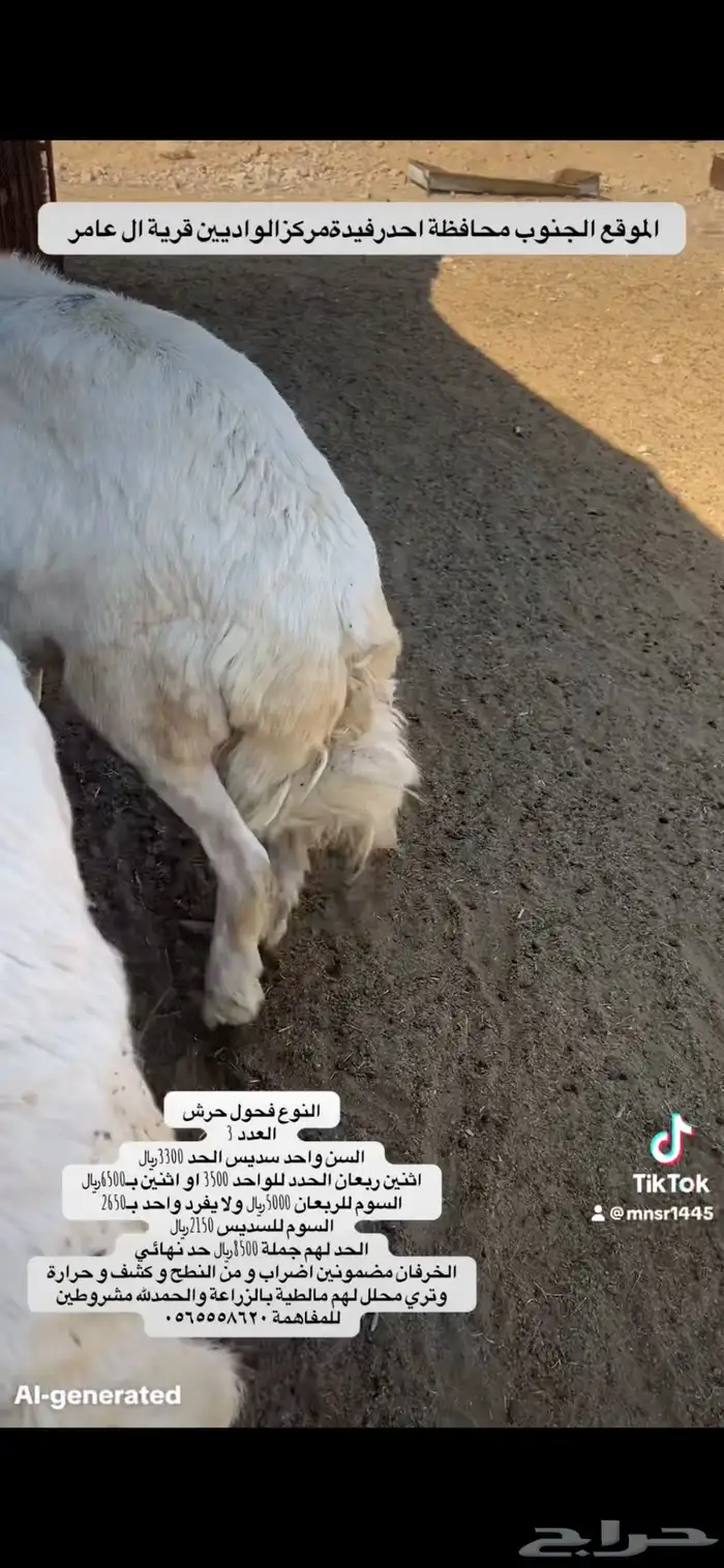 3 خرفان فحول حرش 2