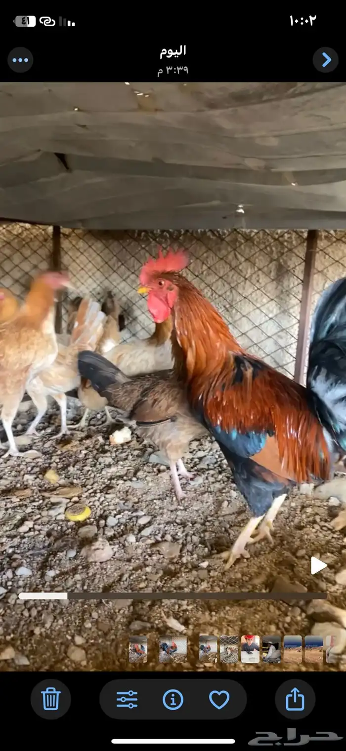 دجاج 1