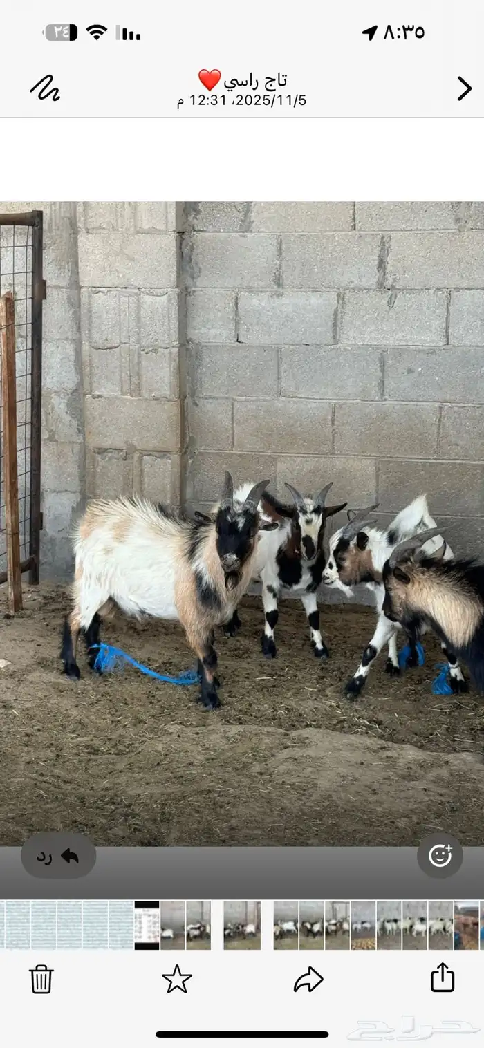 فحول اقزام 0