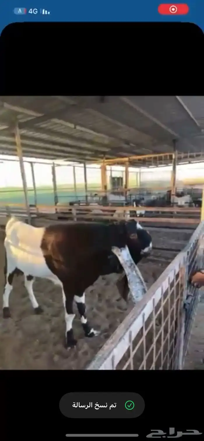 تيس هولندي 0