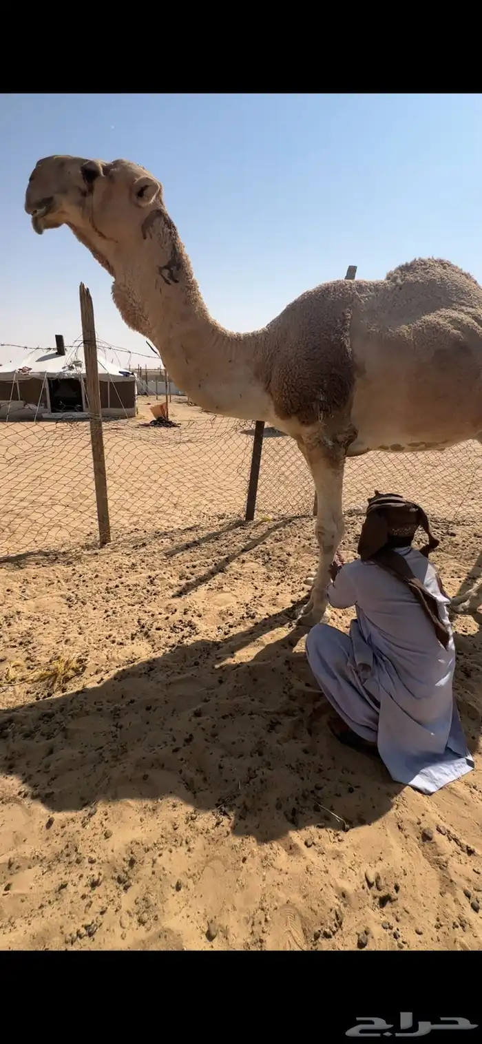 فحل اشقح كفوو 4