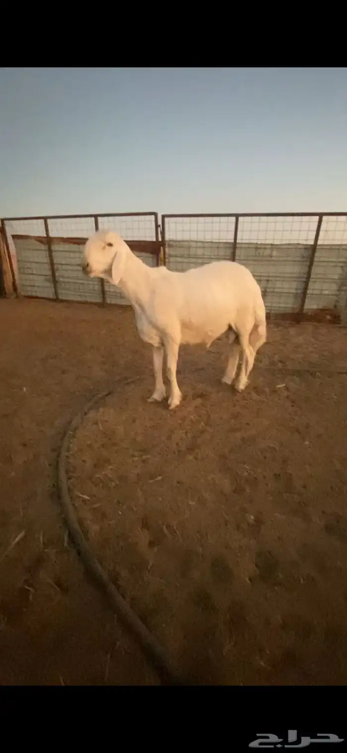 طلي حري صنف ونادر راس ملكي 0