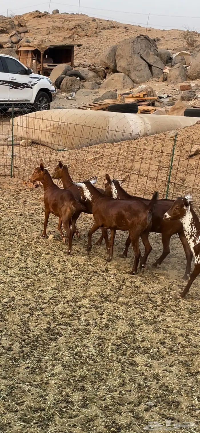 جفار وشح ودهم 1