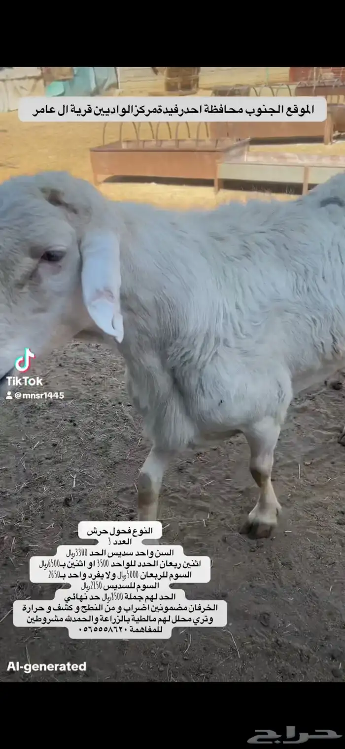 3 خرفان فحول حرش 0