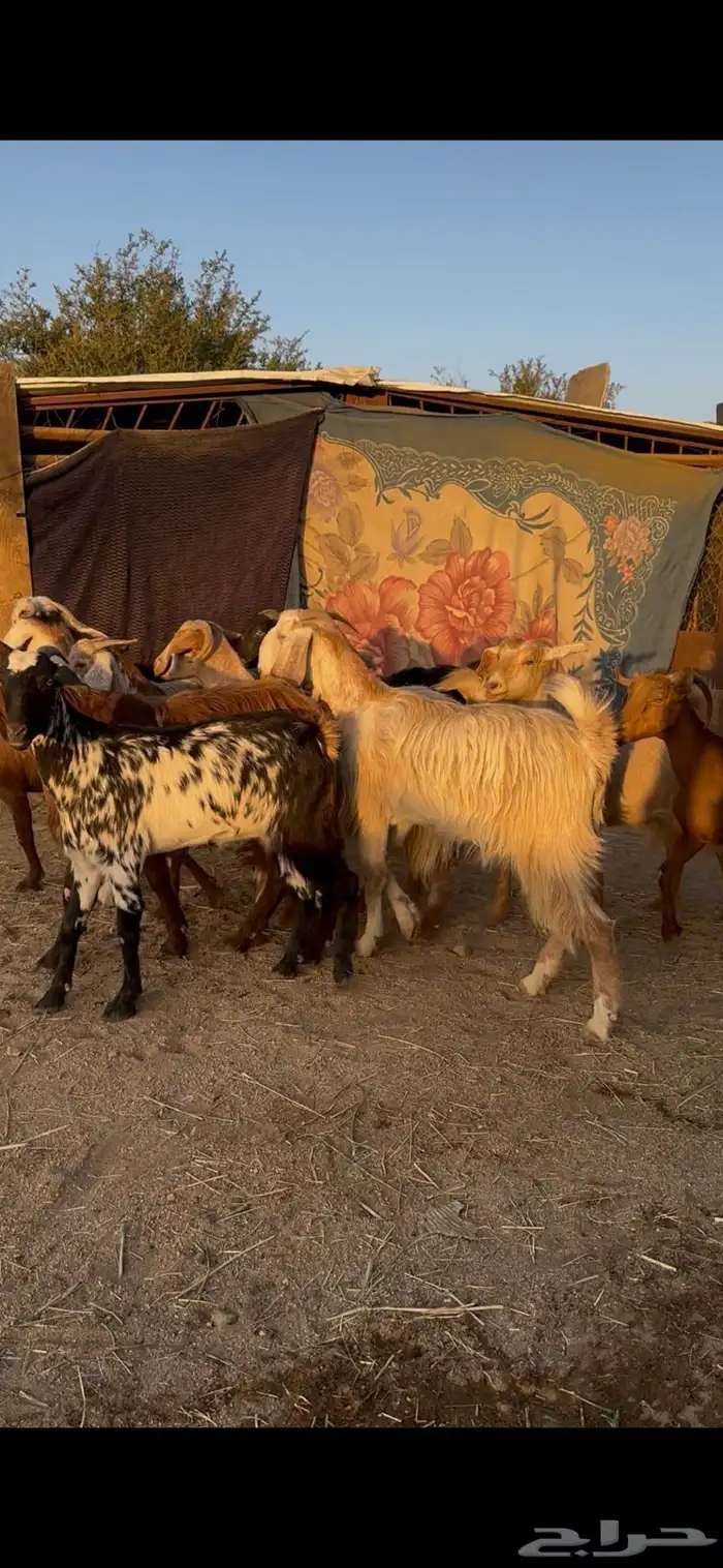 معزا بلديه كفوو 1