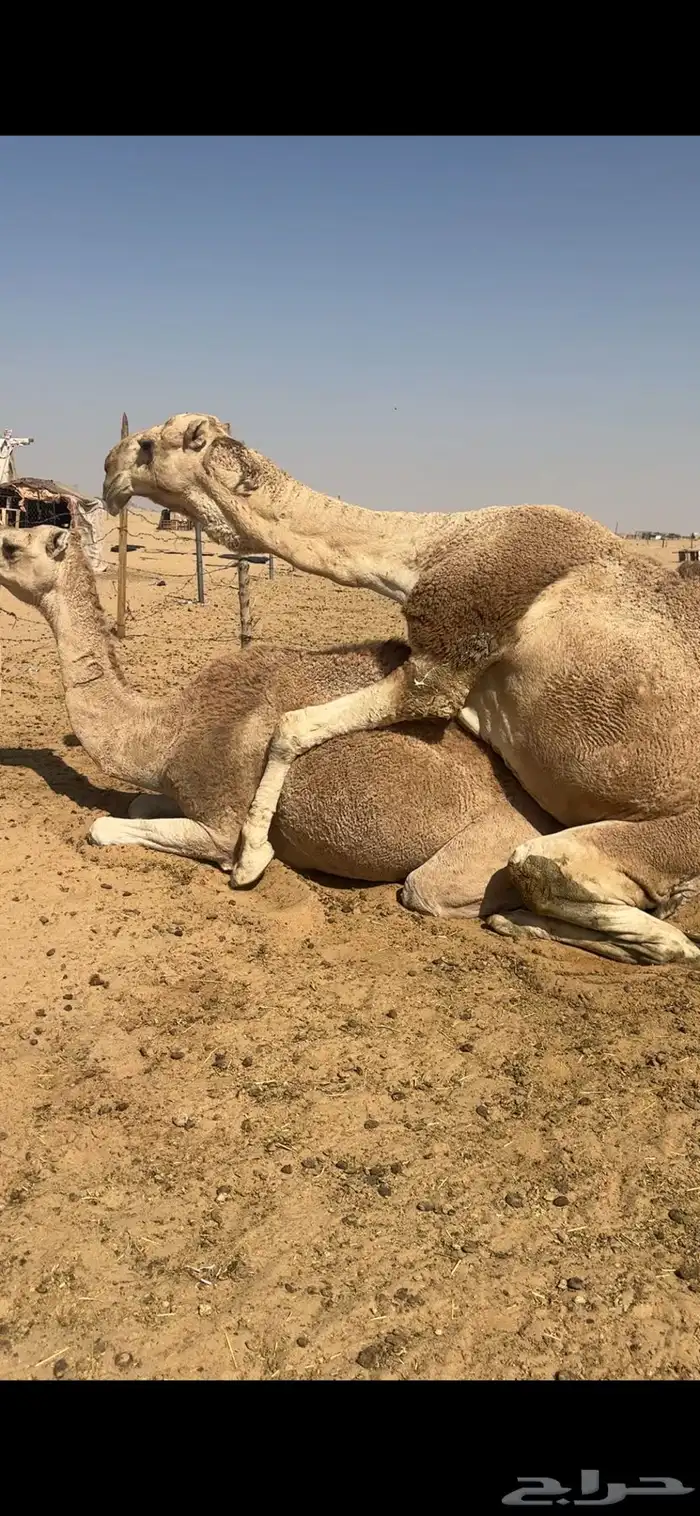 فحل اشقح كفوو 3