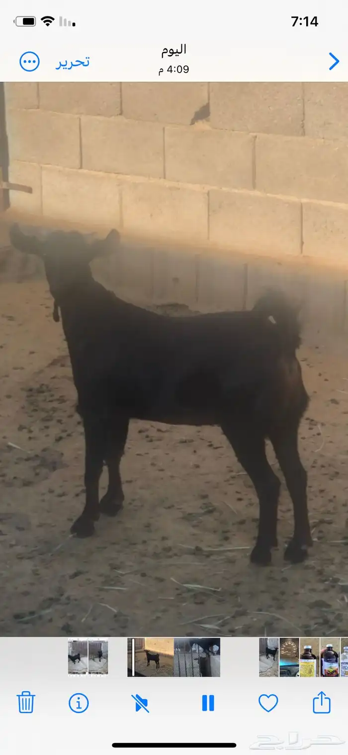 عناق للبيع 1