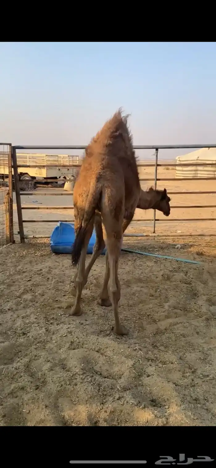 للبيع قعود لباني فل شحم 0