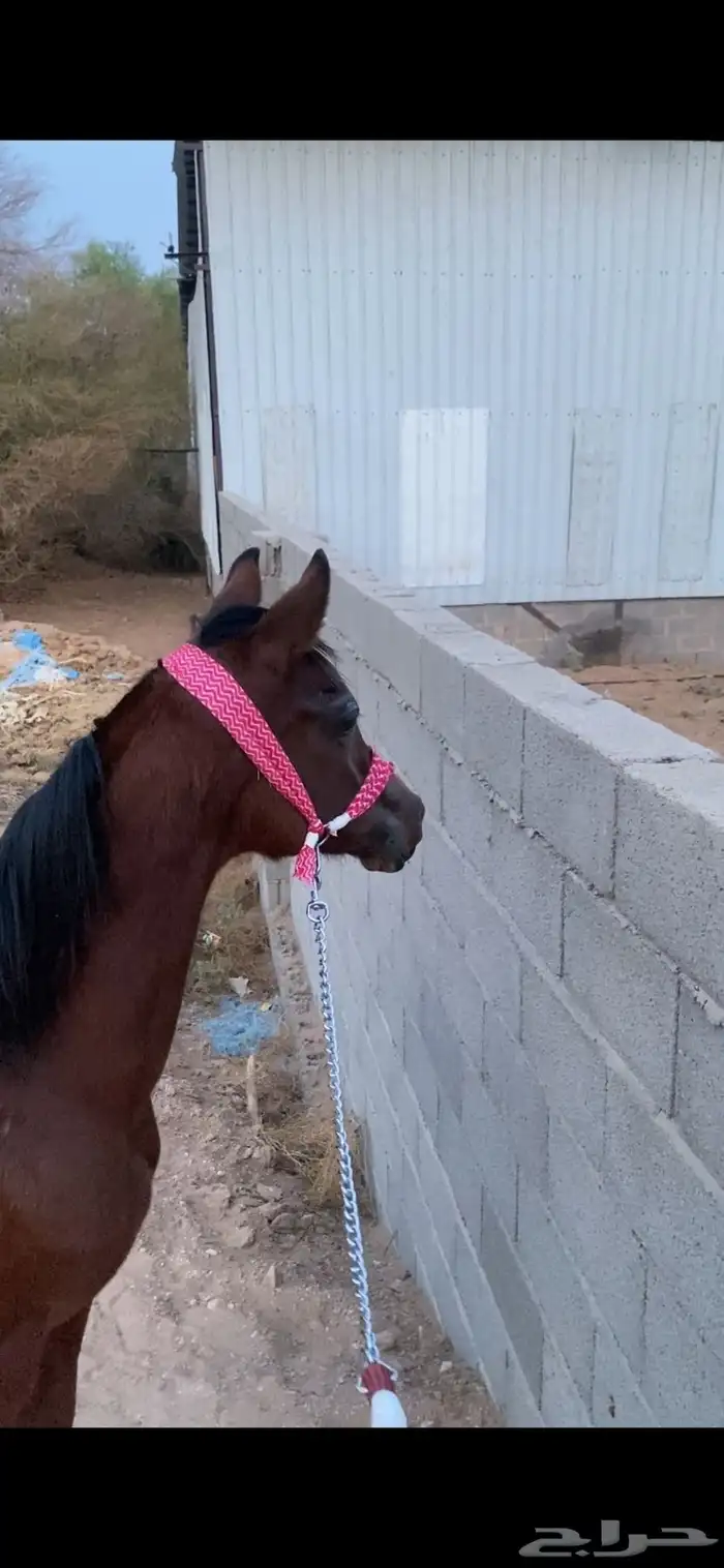 مهر شعبي كغو 1